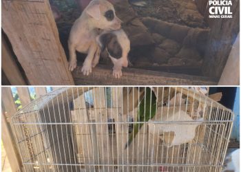 Polícia Civil resgata cães, maritaca, cadela e filhotes de situação de maus-tratos; Tutor foi preso em flagrante