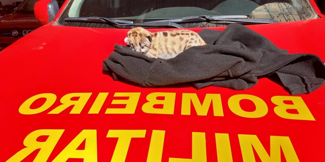 Filhote de onça-parda é resgatado por bombeiros no Sul de Minas