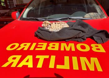 Filhote de onça-parda é resgatado por bombeiros no Sul de Minas