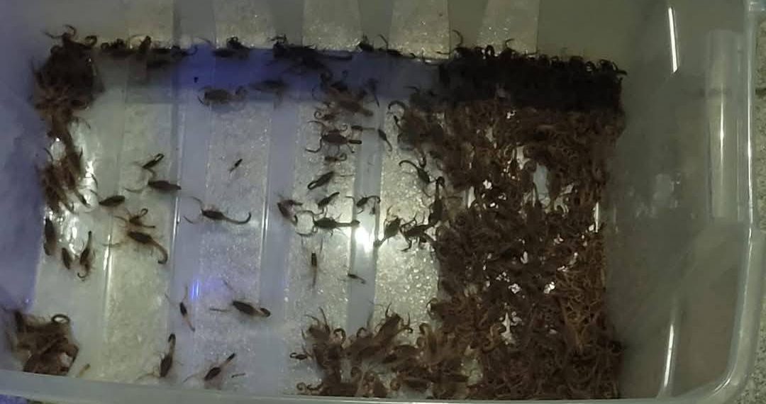 Mais de 400 escorpiões são capturados dentro do cemitério de Mococa em um único dia