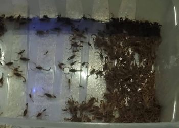 Mais de 400 escorpiões são capturados dentro do cemitério de Mococa em um único dia