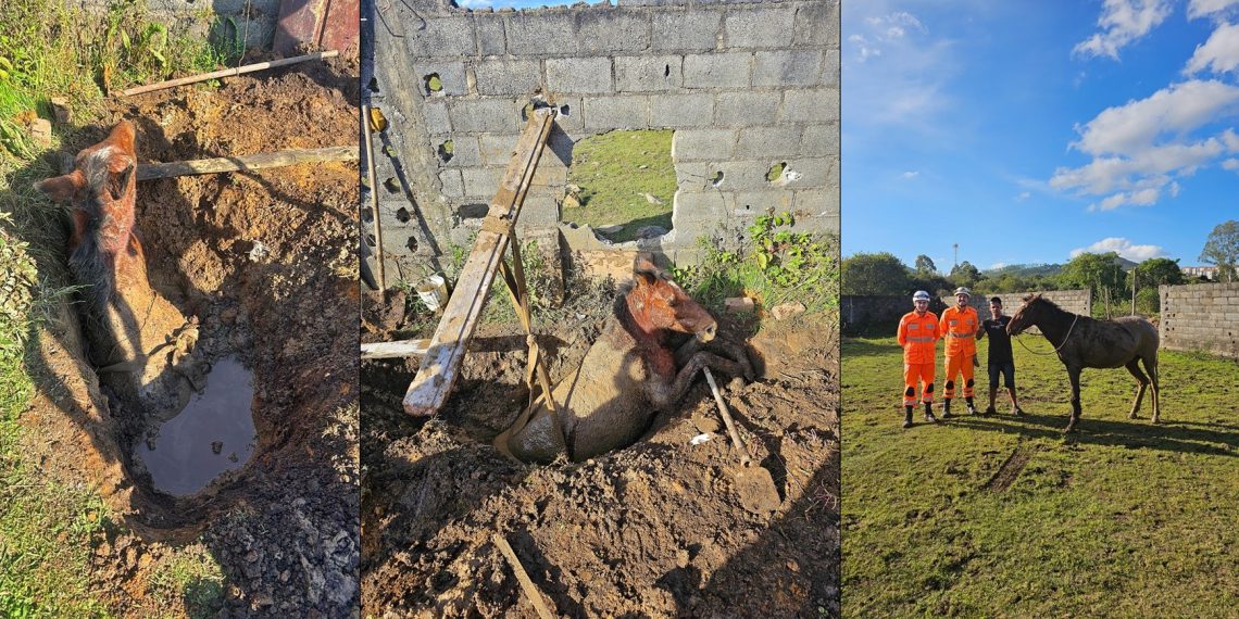 Bombeiros salvam égua que havia caído em cisterna no Jardim Kennedy