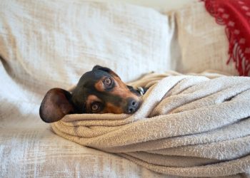 Seu pet sente frio: saiba como cuidar e identificar os sinais