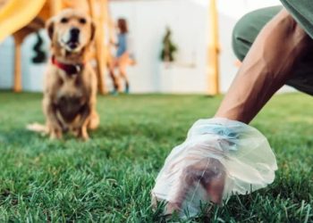Prefeito de Poços sanciona lei que obriga campanhas sobre limpeza de fezes de animais em locais públicos