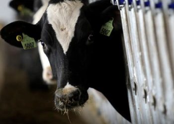 Brasil recebe status internacional como país livre de febre aftosa sem vacina