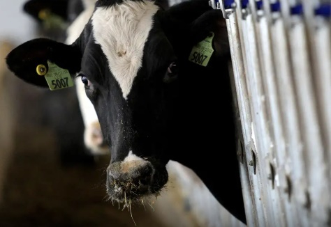 Brasil recebe status internacional como país livre de febre aftosa sem vacina