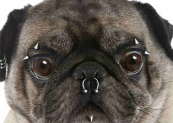 Tatuagem e piercing em animais serão considerados maus-tratos em Minas Gerais