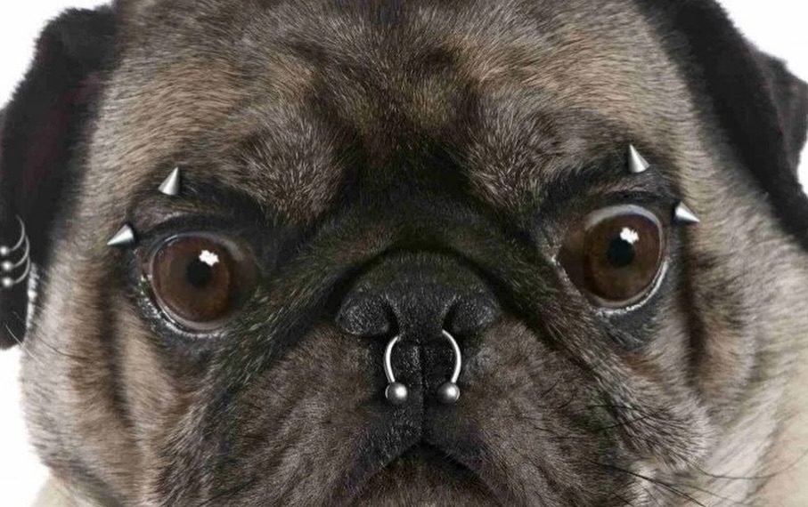 Tatuagem e piercing em animais serão considerados maus-tratos em Minas Gerais
