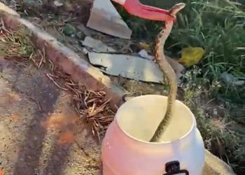 Serpente é encontrada em encanamento de residência em Andradas