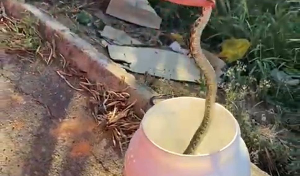 Serpente é encontrada em encanamento de residência em Andradas