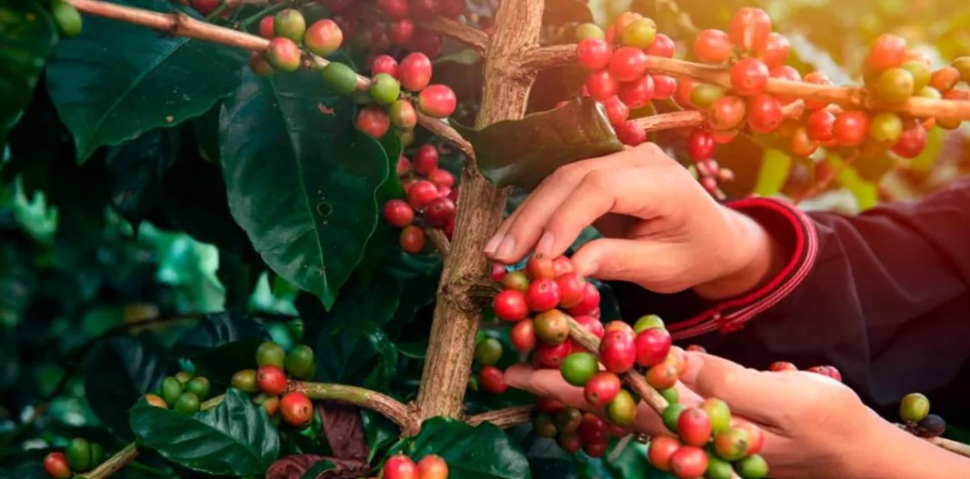 Queda no preço do café tira o sono de alguns produtores no sul de Minas