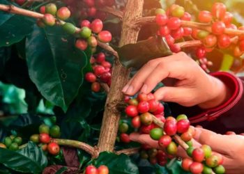 Queda no preço do café tira o sono de alguns produtores no sul de Minas