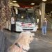 Governo de Minas regulamenta transporte de cães e gatos de pequeno porte em ônibus intermunicipais