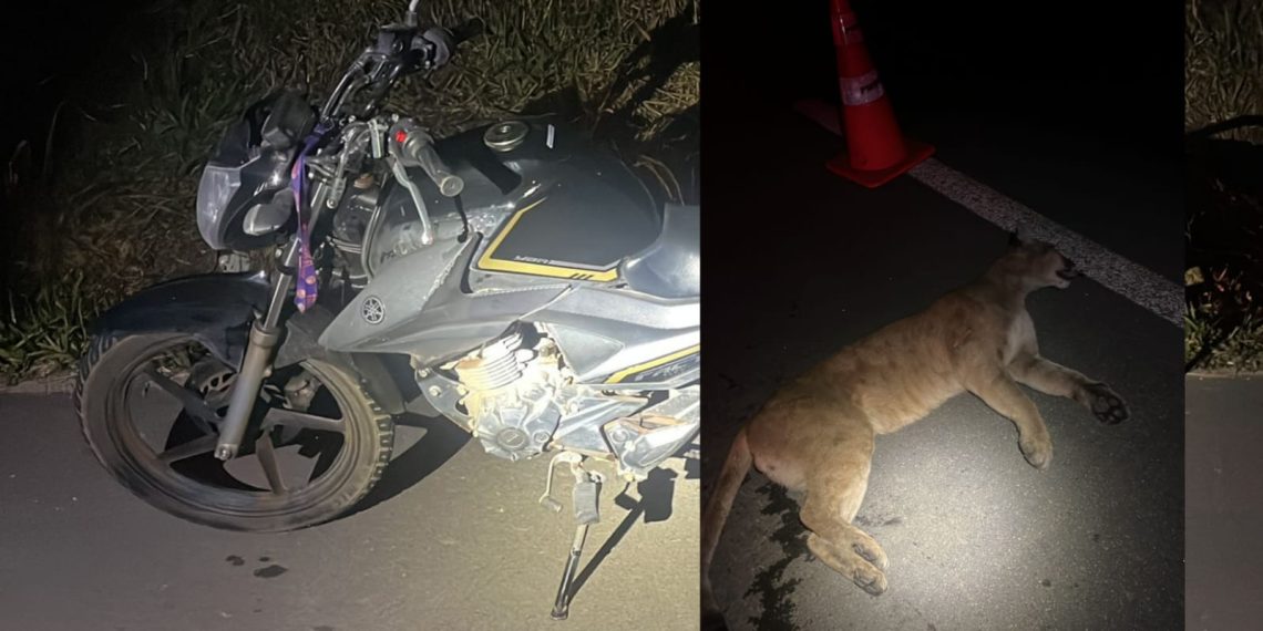 Motociclista fica ferido e onça morre após acidente na MGC-267 em Poços de Caldas