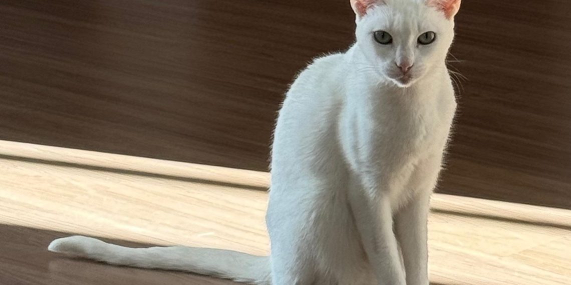 Família faz buscas por gatinha que desapareceu em Poços; animal usa medicamentos diários