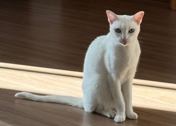 Família faz buscas por gatinha que desapareceu em Poços; animal usa medicamentos diários