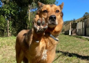Feira de adoção com renda revertida para causa animal acontece nesse domingo (29)