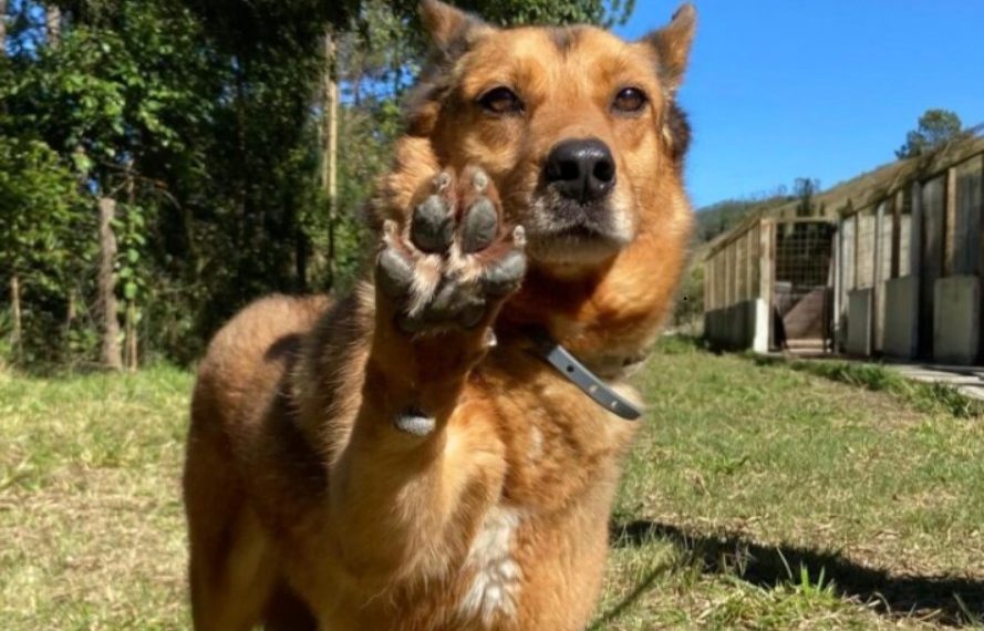 Feira de adoção com renda revertida para causa animal acontece nesse domingo (29)