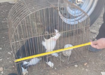 Gato mantido preso em gaiola é resgatado pela Polícia Militar