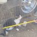 Gato mantido preso em gaiola é resgatado pela Polícia Militar