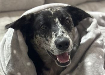 Cadastro para castração gratuita de cães e gatos acontece neste domingo (29) em Poços