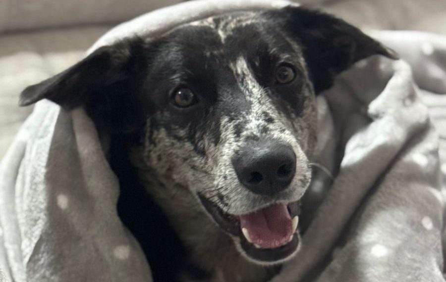 Cadastro para castração gratuita de cães e gatos acontece neste domingo (29) em Poços