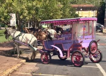 Fim das charretes turísticas em Poços de Caldas pode estar próximo; confira situação