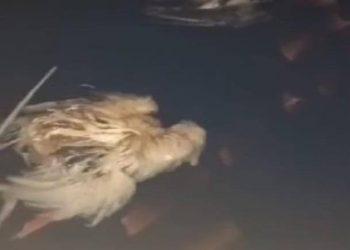 Após problema sanitário, CEI Padre Daniel será reformado e receberá R$ 50 mil