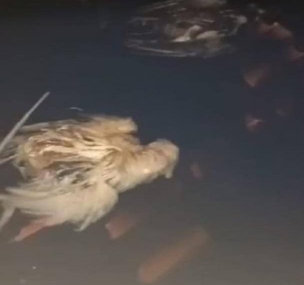 Após problema sanitário, CEI Padre Daniel será reformado e receberá R$ 50 mil