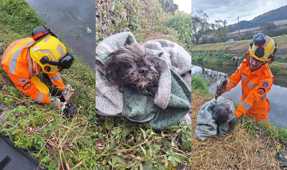 VÍDEO: Bombeiros resgatam cãozinho das margens de ribeirão na avenida João Pinheiro em Poços
