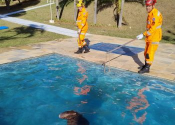 Capívara é resgatada após cair dentro de piscina de casa em zona rural