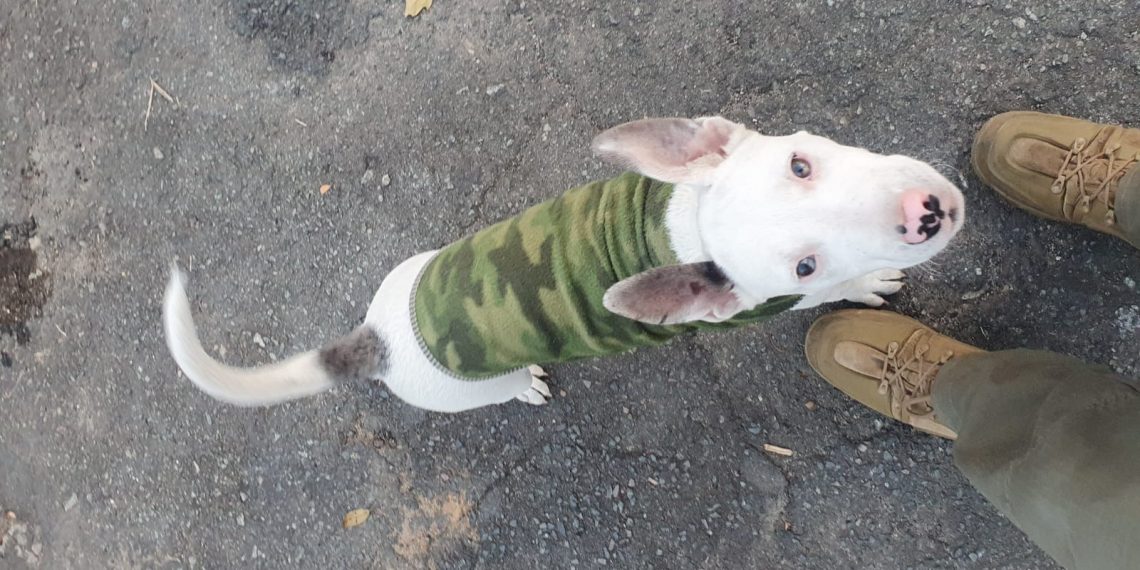 Mulher é presa por maus-tratos a filhote de pit bull em Poços de Caldas