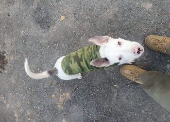 Mulher é presa por maus-tratos a filhote de pit bull em Poços de Caldas
