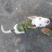 Mulher é presa por maus-tratos a filhote de pit bull em Poços de Caldas