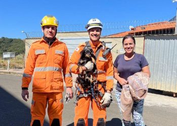 Bombeiros resgatam cachorro abandonado de área de difícil acesso em Poços de Caldas