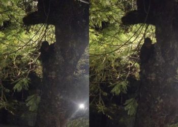 Homem é flagrado em cima de árvore tentando furtar fiação em Poços de Caldas