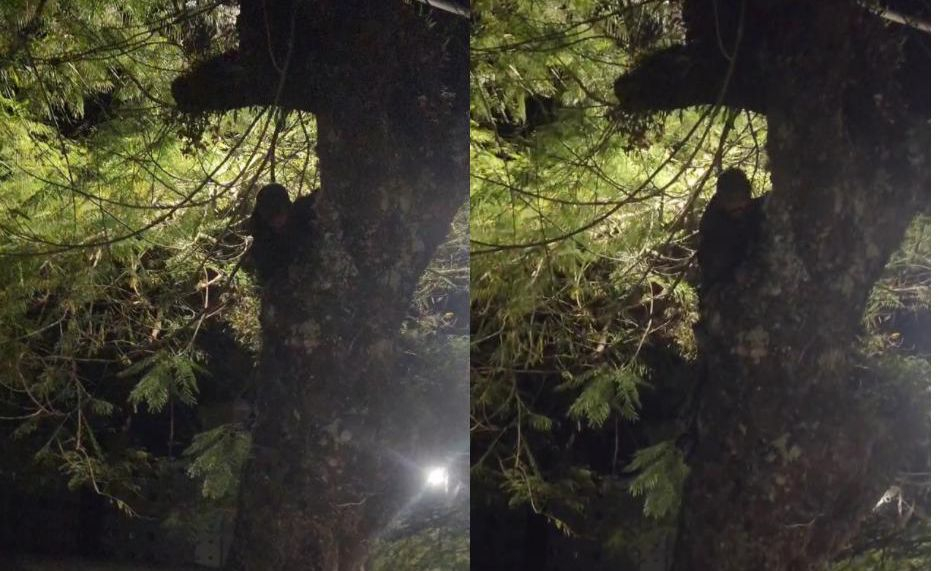 Homem é flagrado em cima de árvore tentando furtar fiação em Poços de Caldas