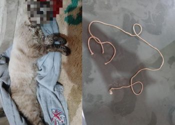 Gato é morto enforcado com barbante em Poços; autor já foi identificado pela PC