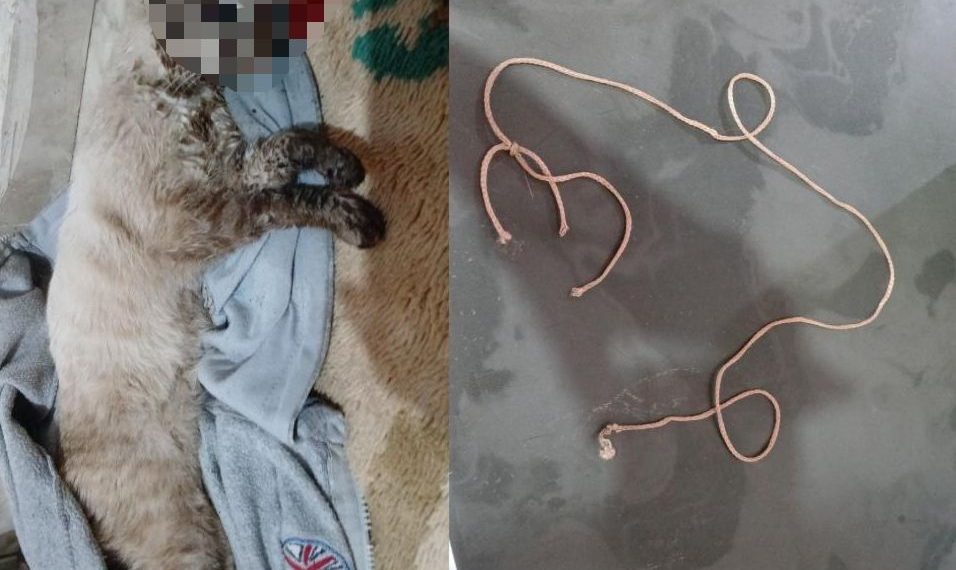 Gato é morto enforcado com barbante em Poços; autor já foi identificado pela PC