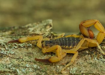 Loja é condenda a R$ 15 mil após cliente ser picada por escorpião dentro de provador