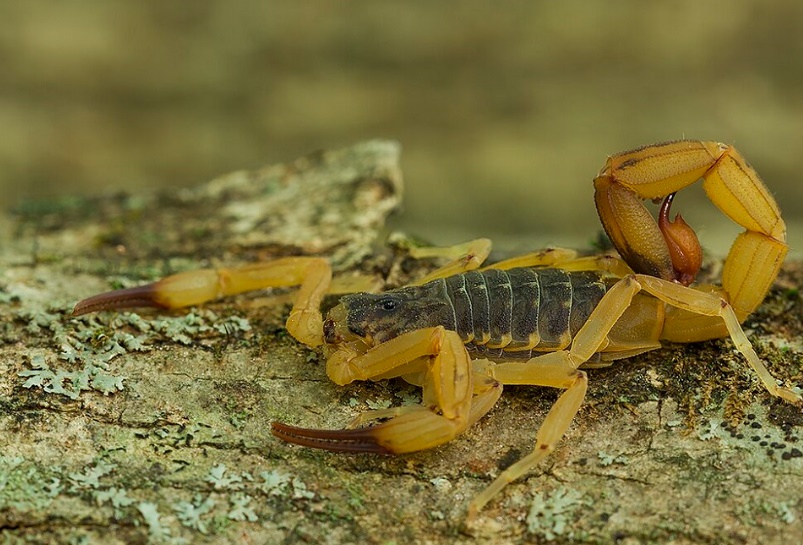 Loja é condenda a R$ 15 mil após cliente ser picada por escorpião dentro de provador