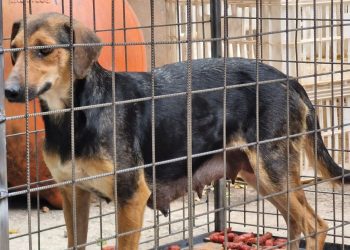 Causa animal pede apoio: grupo voluntário anuncia risco de encerramento