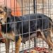 Causa animal pede apoio: grupo voluntário anuncia risco de encerramento