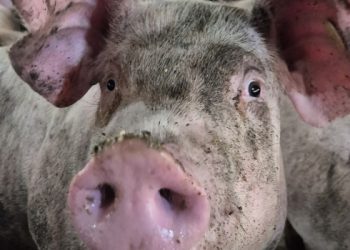 Sanidade confirmada: rebanho suíno de Minas Gerais segue livre de doenças graves