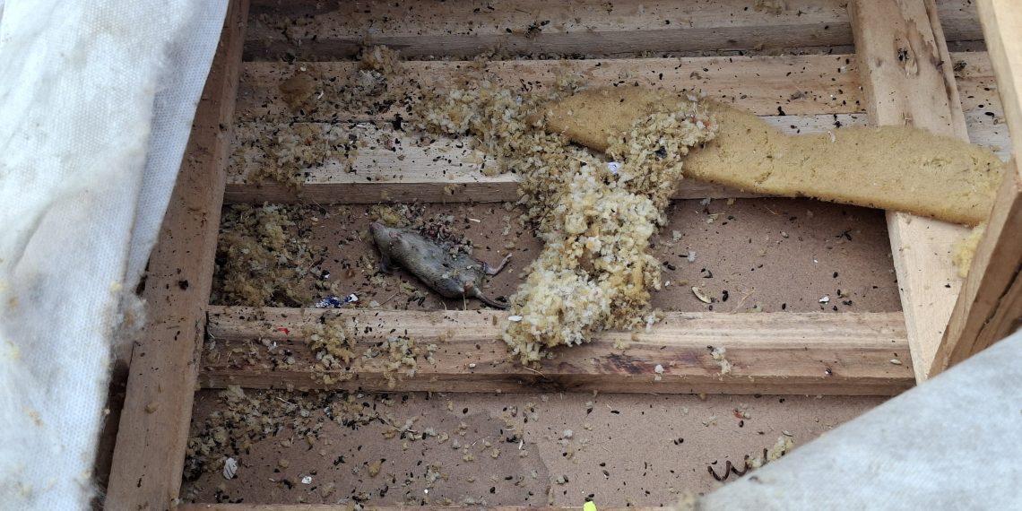Criança de 4 anos é resgatada de casa insalubre; pai é preso em Poços de Caldas