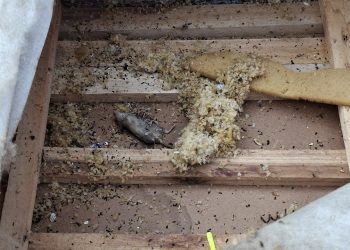 Criança de 4 anos é resgatada de casa insalubre; pai é preso em Poços de Caldas