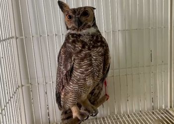 Coruja ferida é resgatada por equipes da EPR Sul de Minas na BR-459
