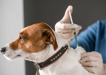 Prefeitura de Poços inicia 38ª Campanha de Vacinação Antirrábica em 1º de setembro