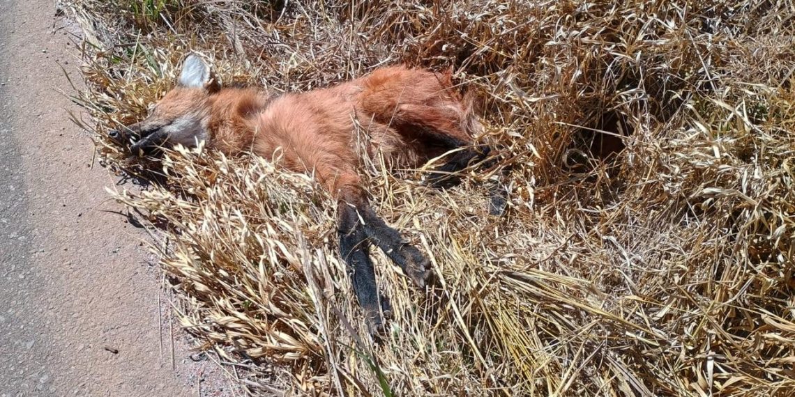Lobo-guará é encontrado morto às margens da BR-267 em Poços de Caldas