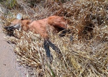 Lobo-guará é encontrado morto às margens da BR-267 em Poços de Caldas
